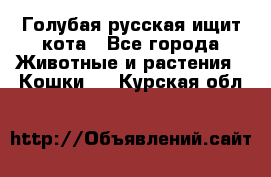 Голубая русская ищит кота - Все города Животные и растения » Кошки   . Курская обл.